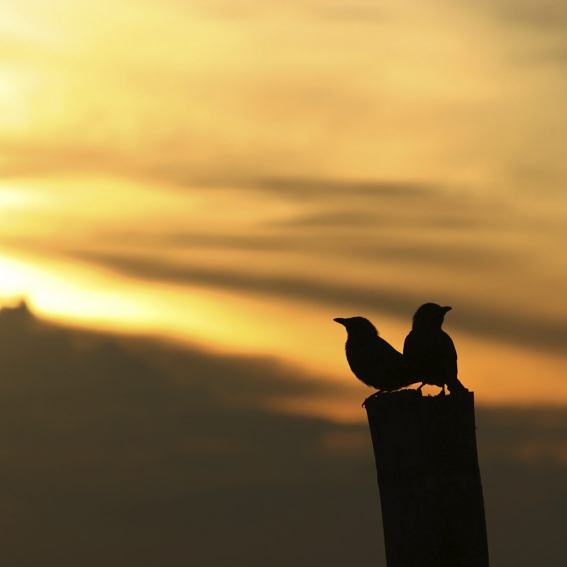 Silhouettierte Vögel sitzen auf einem Pfosten vor einem goldenen Sonnenuntergang und schaffen eine heitere und ruhige Atmosphäre.